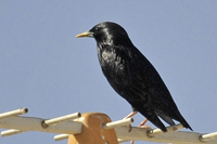 Sturnus unicolor